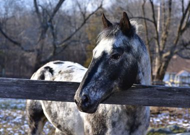 Appaloosa