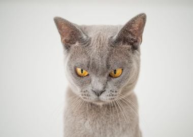 grey cat