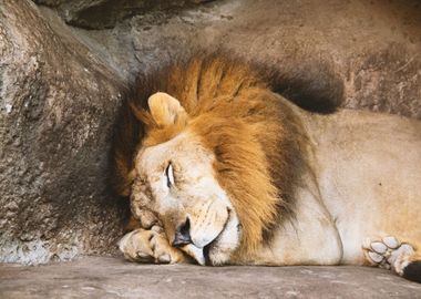 lion sleeping