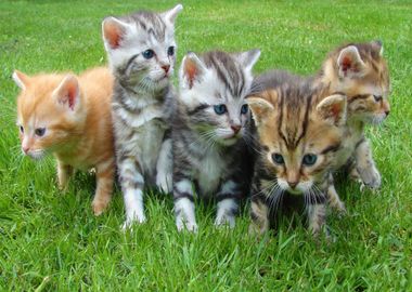 five cat kitten