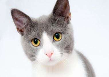 white fur cat beautiful