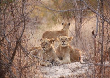 lions trees