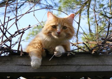 orange white cat tree