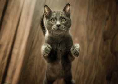 kitten floor grey cat