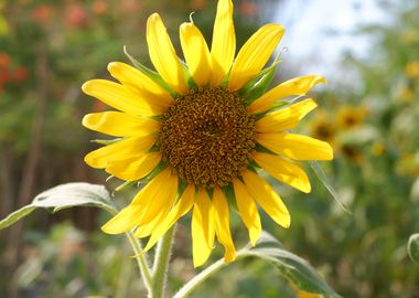 Beautiful Fresh Sunflower