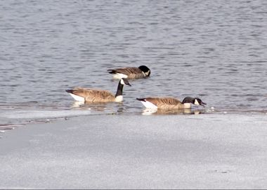 Geese in frozen pond