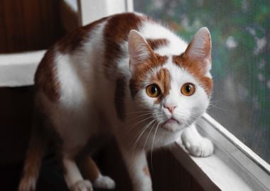 cat on window