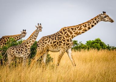 Giraffes in the wilderness