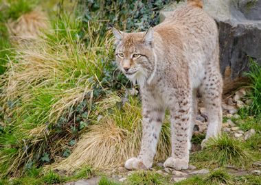 big  lion leo green grass