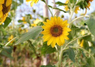 Beautiful Fresh Sunflower