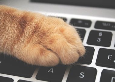 cat foot keyboard