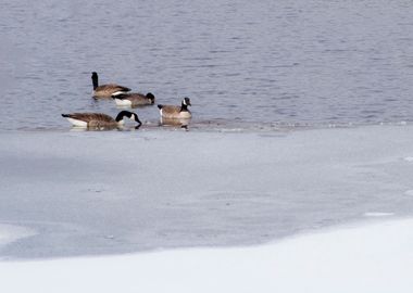 Winter geese in pond