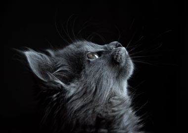 black looking cat