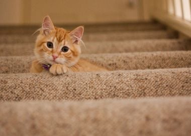 staircase cat