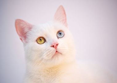 cat white see eye