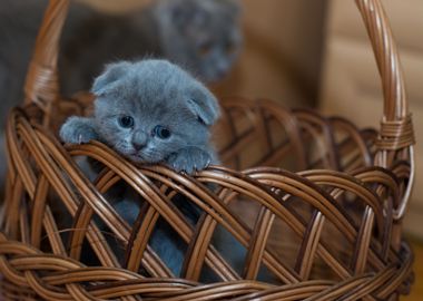 russian kitten cat