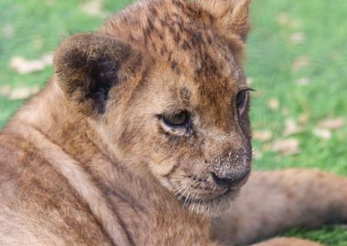 baby lion grey