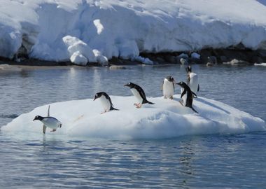 Penguins on Ice