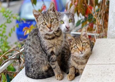 three cat grey white