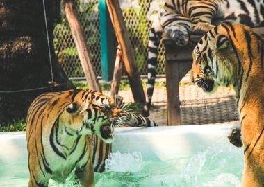 tiger standing pool