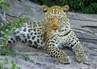 baby leopard