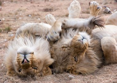 two grey lions