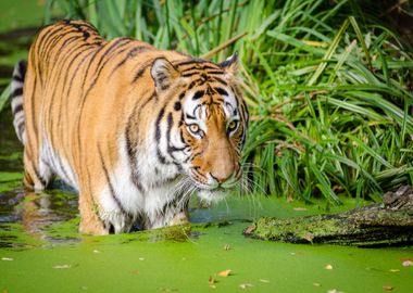 tiger walking pond