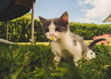 cat kitten flower