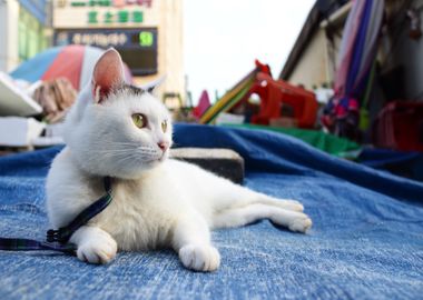 white cat tarpaulin