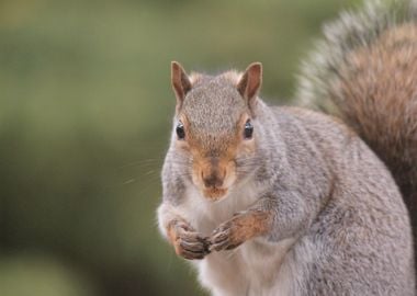 chipmunk grey