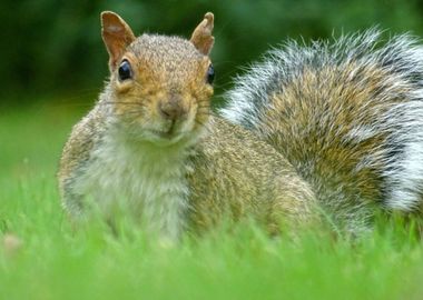 grey chipmunk