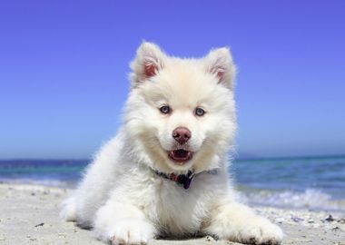 beach baby dog