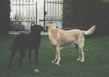 two dog ball