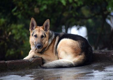 orange black dog