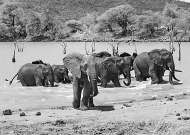 Elephant Bathing Time 3591