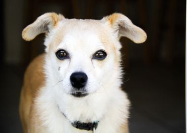 white animal dog