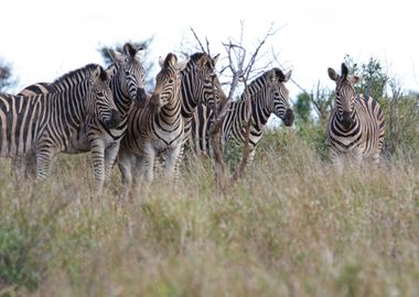 leaves zebra