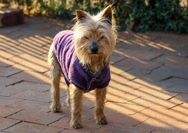 terrier wearing purple dog