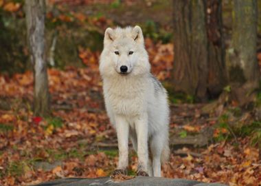 leaves dog orange