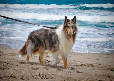 white dog beach