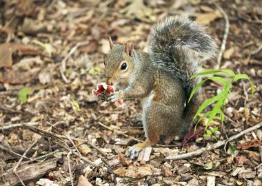 creature brown squirrel