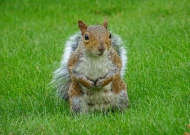 backyard downy squirrel