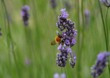 Bee After Pollen