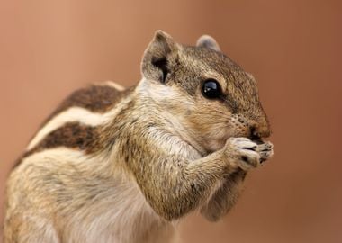 grey head squirrel