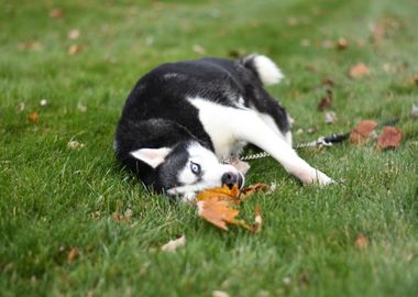 husry dog green grass