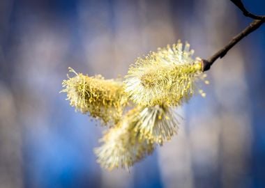 Willow Buds Closeup View