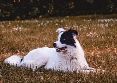 dog grass field