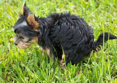 terrier baby dog