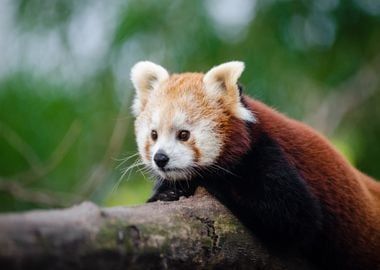 lying tree baby panda