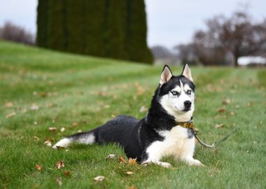 husky resting dog